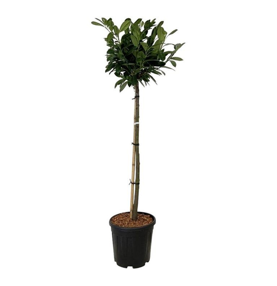 Prunus laurocerasus 'Titan' ® F00006466