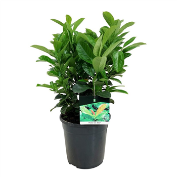 Prunus laurocerasus Etna F00003418