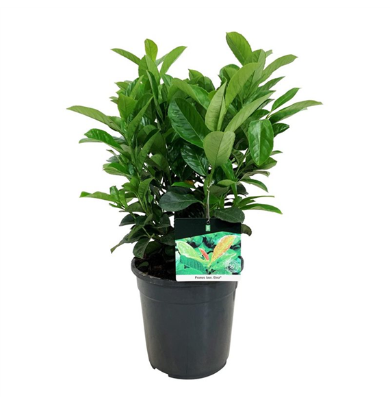 Prunus laurocerasus Etna F00003418