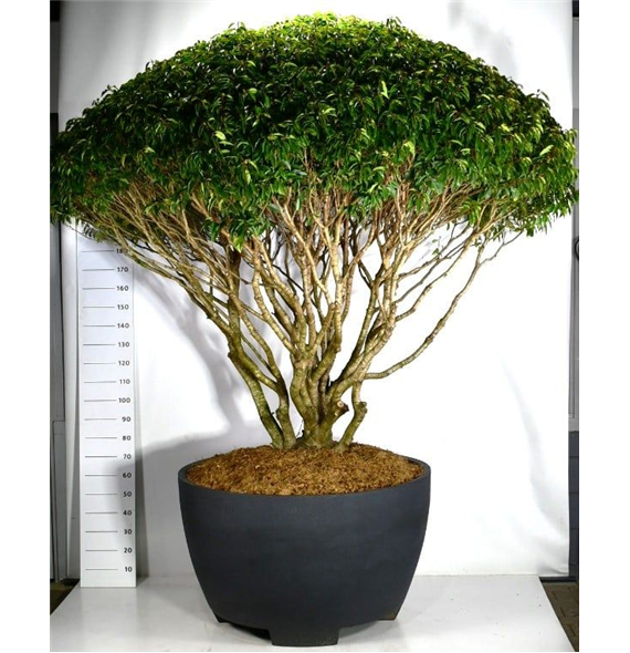 Prunus lusitanica F00006181