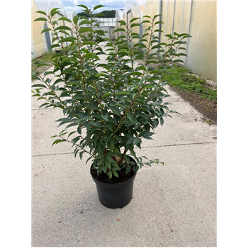 Prunus lusitanica 'Angustifolia' F00008329