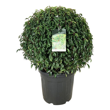 Prunus lusitanica 'Angustifolia' F00006468
