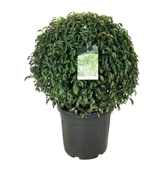 Prunus lusitanica 'Angustifolia' F00006468