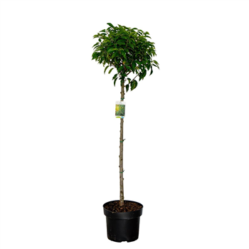 Prunus lusitanica 'Angustifolia' F00005457