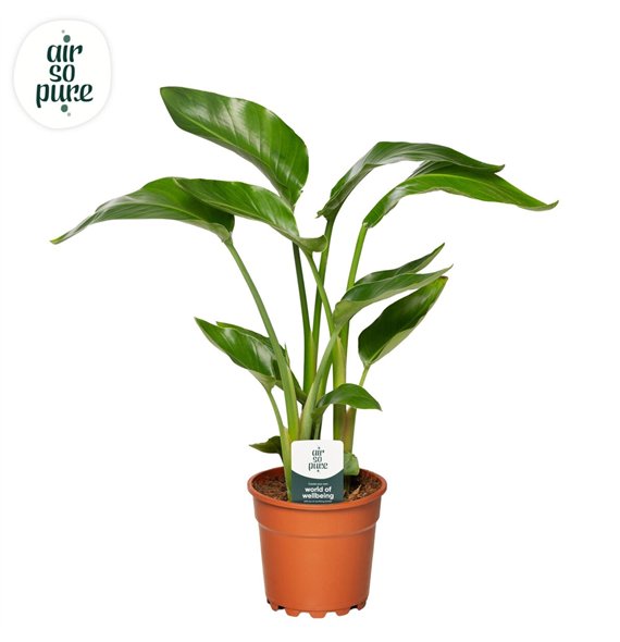 Strelicija nicolai Nicolai p17 Air So Pure without flower fl  3 pp 65cm 17cm Q5291