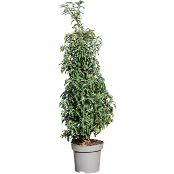 Prunus lusitanica 'Angustifolia' F00005458
