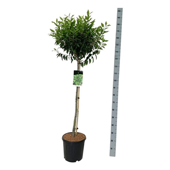 Prunus lusitanica 'Angustifolia' F00007794