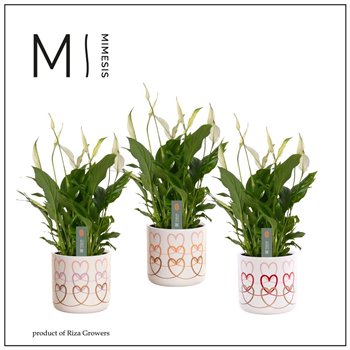 Spatifil bellini Mimesis Bellini -13 cm in Estelle - Craft World8 fl 40cm 13cm Q5318