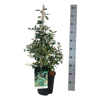Prunus lusitanica 'Variegata' F00007825