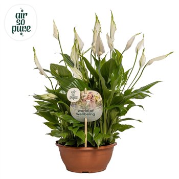 Spatifil chopin 10+ - Steeketiket 35cm 17cm Q5332