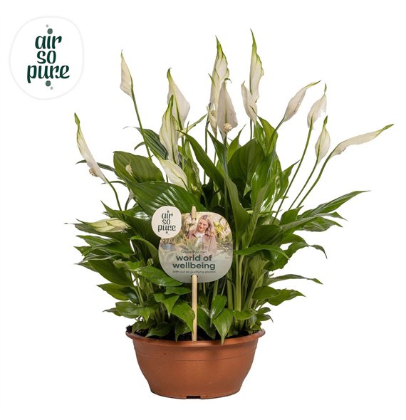 Spatifil chopin 10+ - Steeketiket 35cm 17cm Q5332