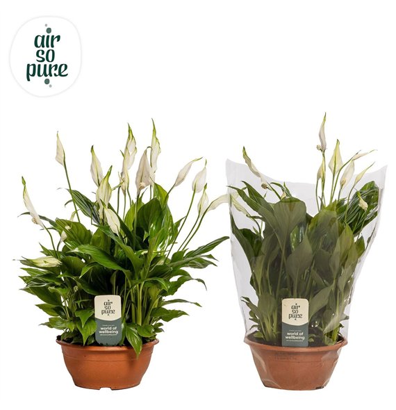 Spatifil chopin 10+ - Air So Pure 35cm 17cm Q5344