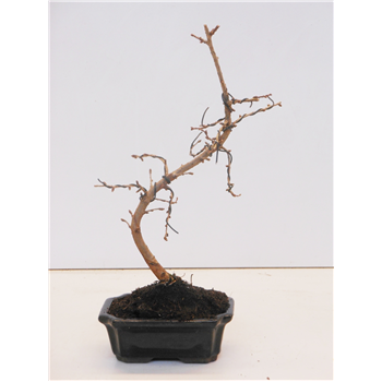 Pseudolarix amabilis F00002547