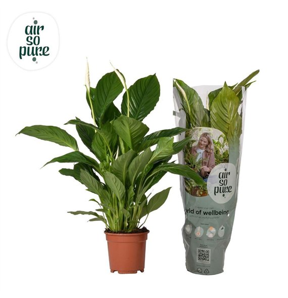 Spatifil vivaldi 2+ - Air So Pure 70cm 17cm Q5345