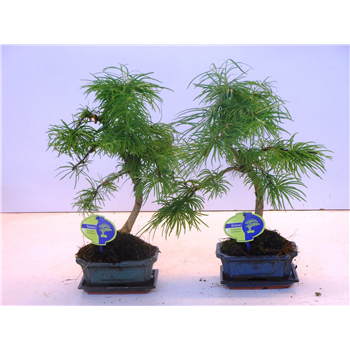Pseudolarix amabilis F00002548