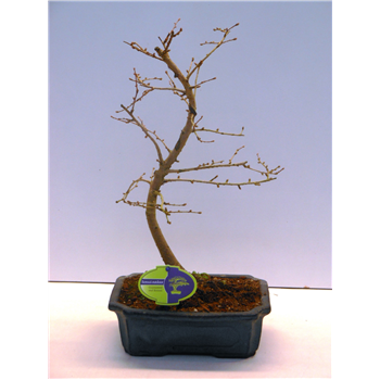Pseudolarix amabilis F00002549