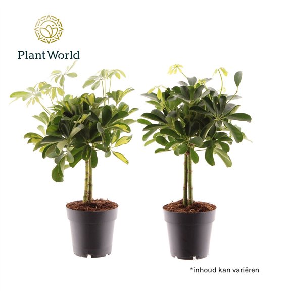 Šeflera arboricola on stem mix (Gold Capella & Compacta) 2 pp 50cm 14cm Q5367