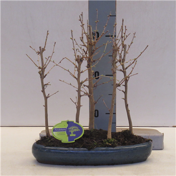 Pseudolarix amabilis F00002552