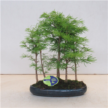 Pseudolarix amabilis F00007742