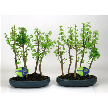 Pseudolarix amabilis F00002551