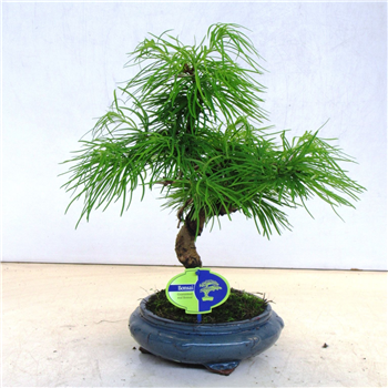 Pseudolarix amabilis F00007738
