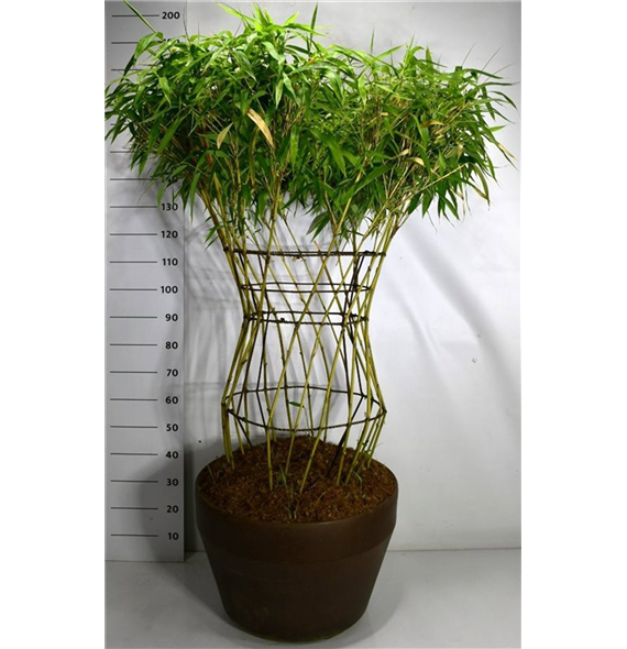 Pseudosasa japonica 'Metake' F00006444