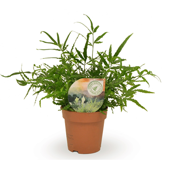 Pteris ensiformis F00001785
