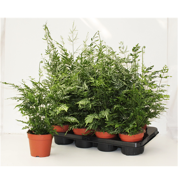 Pteris ensiformis 'Evergemiensis' F00002178