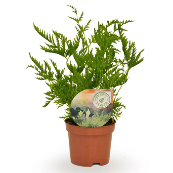 Pteris straminea F00001789