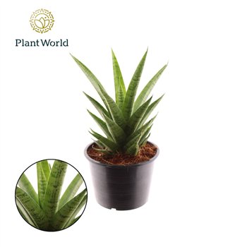 Taščin jezik - Sanseveria cylindrica Lotus 35cm 14cm Q1046