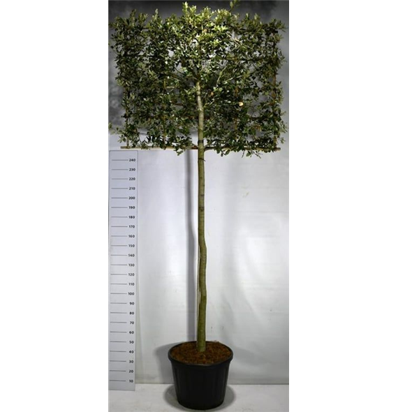 Quercus ilex F00006127