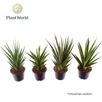 Taščin jezik - Sanseveria cylindrica mix P14 30cm 14cm Q1138