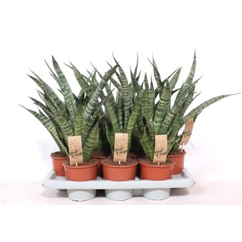 Taščin jezik - Sanseveria cylindrica Diamond Green 50cm 14cm Q1177