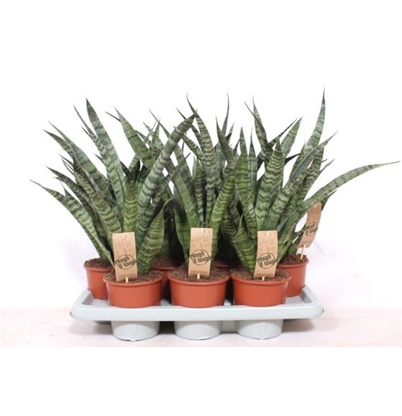 Taščin jezik - Sanseveria cylindrica Diamond Green 50cm 14cm Q1177