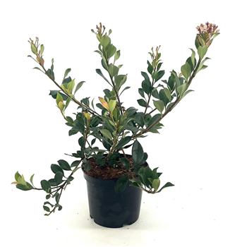 Rhaphiolepis delacourii 'Coates Crimson' F00008357