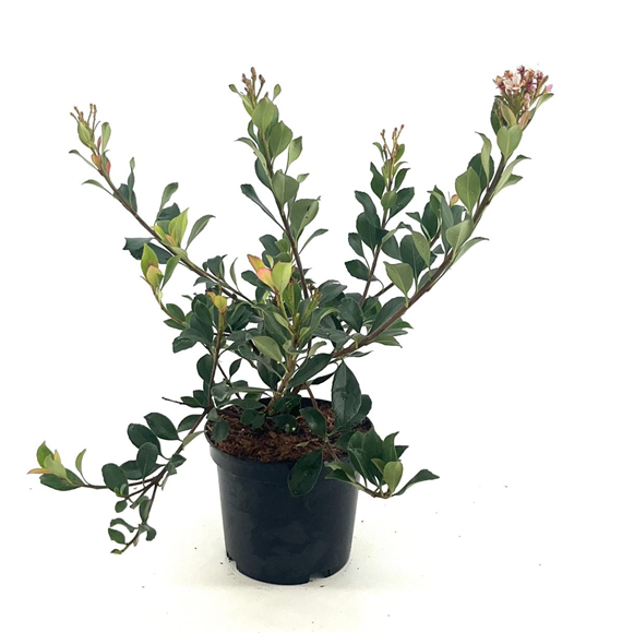 Rhaphiolepis delacourii 'Coates Crimson' F00008357