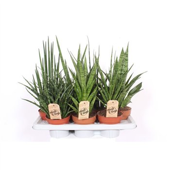 Taščin jezik - Sanseveria cylindrica Luxe mix 55cm 14cm Q1181