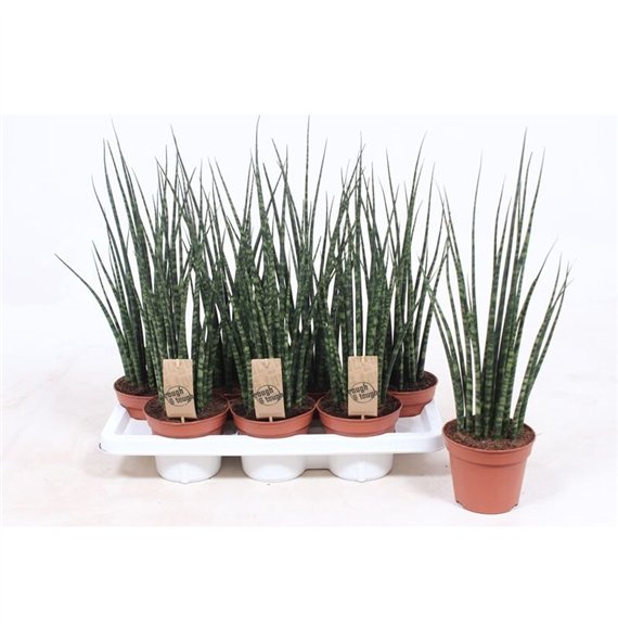 Taščin jezik - Sanseveria fernwood mikado Fernwood Mikado 55cm 14cm Q1182
