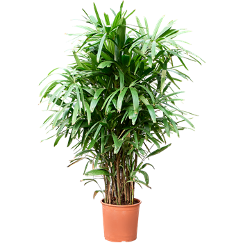 Rhapis excelsa 4RHEXB032