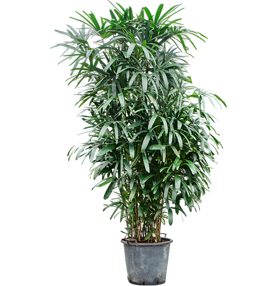Rhapis excelsa 4RHEXB060