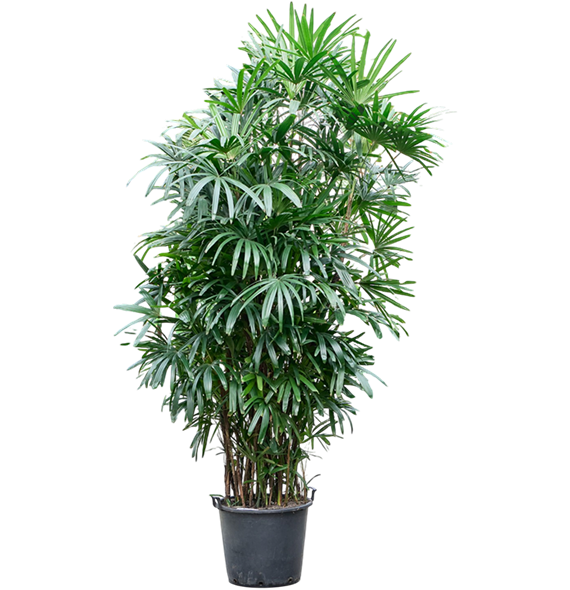 Rhapis excelsa (300-330) 4RHEXB300