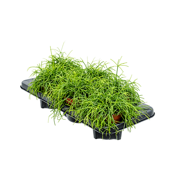 Rhipsalis cashero 8/tray 4RHICBP50