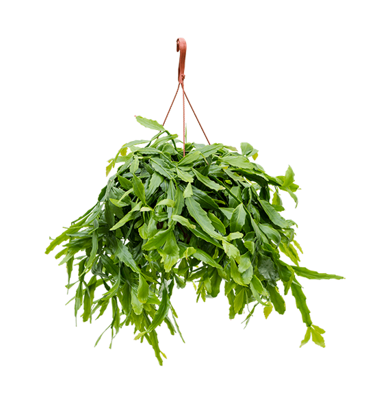 Rhipsalis crispata 4RHCRHA21