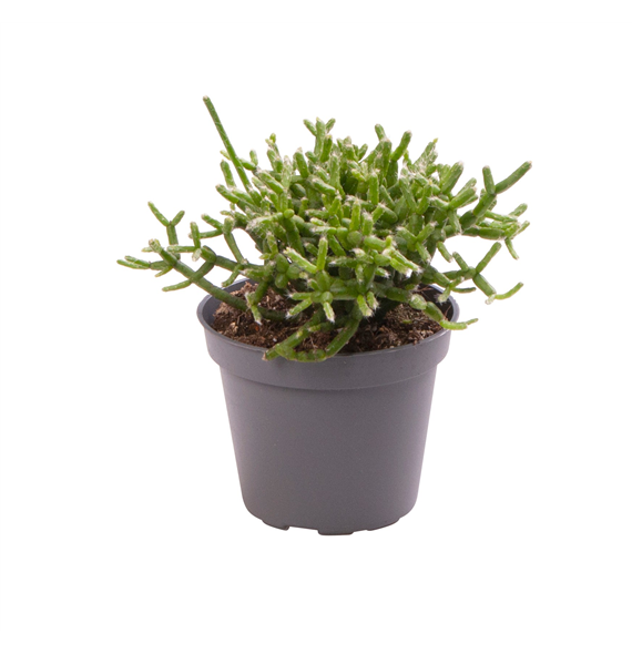 Rhipsalis cereuscula F00002059