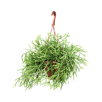 Rhipsalis heteroclada 4RHIHHA17