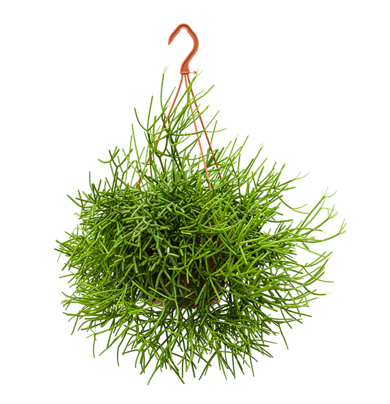 Rhipsalis heteroclada 4RHIHBU11