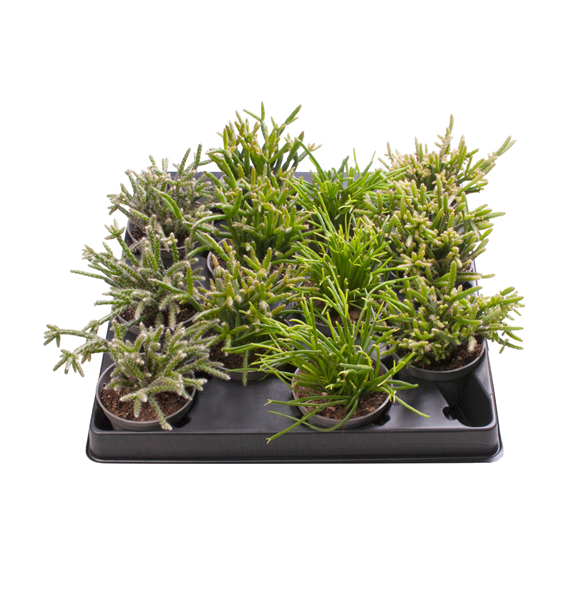 Rhipsalis mix F00001998