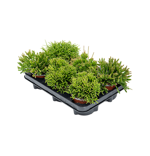 Rhipsalis mix 6/tray 4RHIDIV10