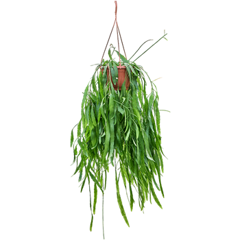 Rhipsalis ramulosa 'Red Coral' 4RHIRHA21