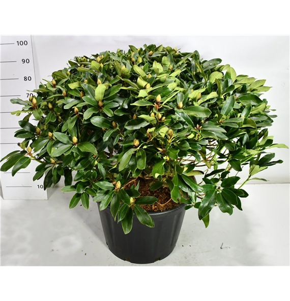 Rhododendron 'Gelbe Dufthecke' F00006474